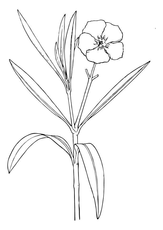 Coloriage un laurier rose A  fleurs